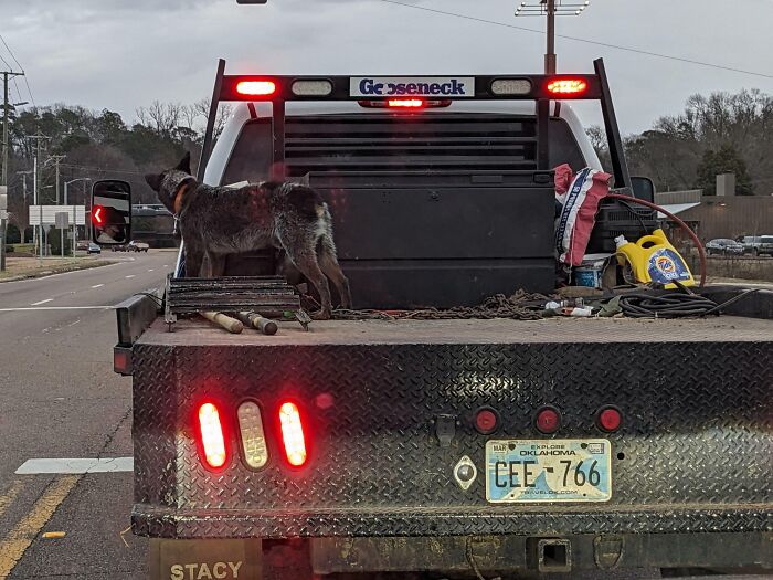 Dog standing on the back of a flatbed truck on the road, illustrating dumb drivers in unbelievable driving situations.