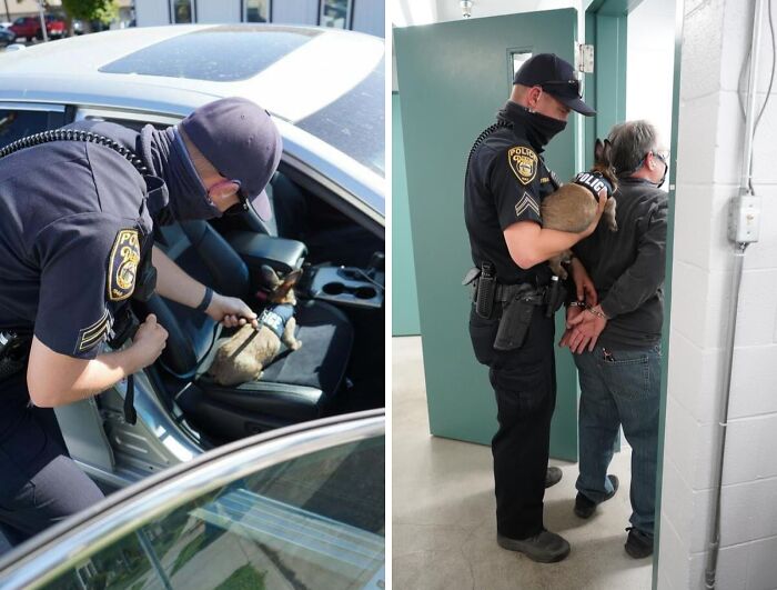 Police officer humorously handling a dog in handcuffs, showcasing police social media accounts with unserious content.