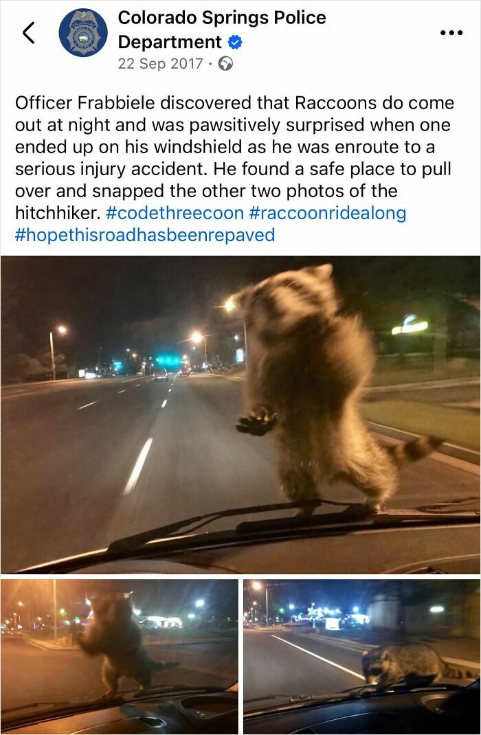 Police social media post shares funny raccoon hitchhiker photos on a car windshield at night on a city street.