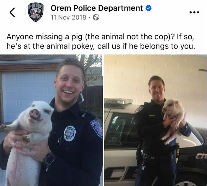 Orem police officer holding a pig, showcasing one of the police social media accounts that are hilariously unserious.