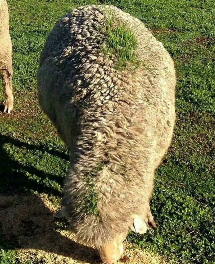 An amazing photo of a sheep with green grass growing on its back, eating from the ground, brightening your day.