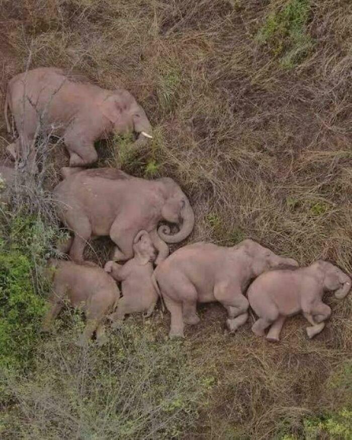 Amazing photo of a herd of elephants lying down in tall grass, including several calves.