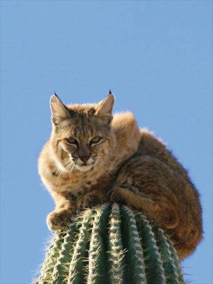 An amazing photo of a bobcat perched atop a tall saguaro cactus.