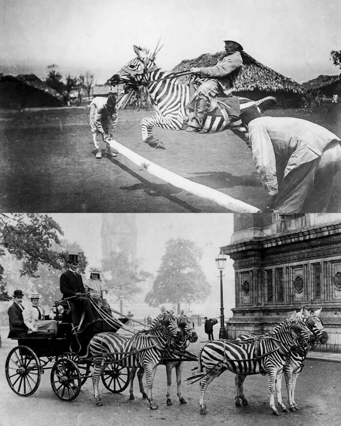 Two amazing photos of zebras, one jumping a hurdle and another pulling a carriage.