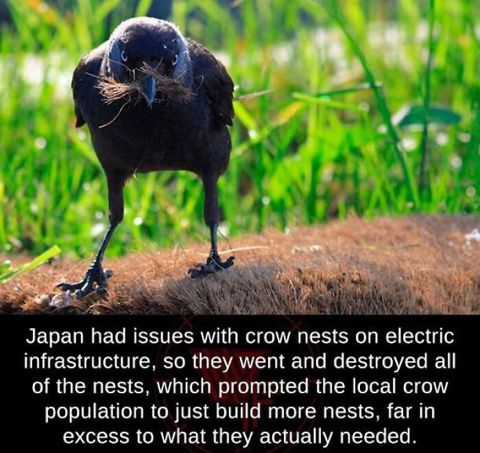 An amazing photo showing a crow holding nesting material in its beak with a text overlay about crow nests.