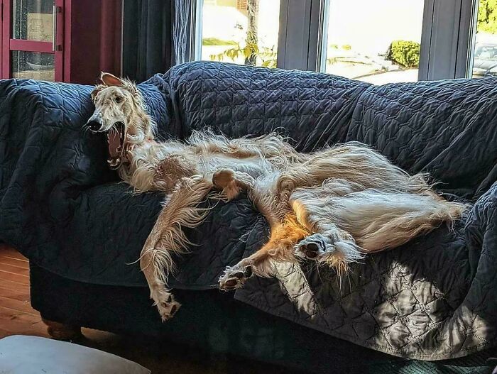 Bortis, The Disheveled Couch Sitter