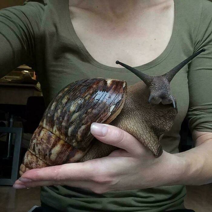 A person holds a giant African land snail in their hands, a creepy image that adds to the collection.