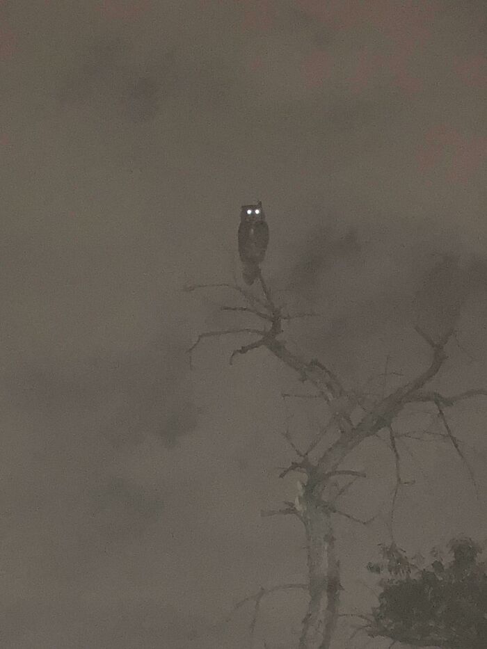Creepy image of an owl with glowing eyes perched on a bare tree branch in the foggy night. Hair of kids.