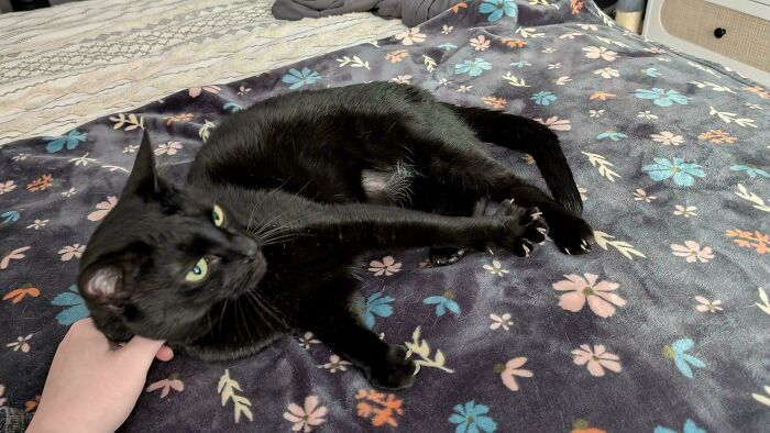 Close-up of a black cat claw stretching on a blue floral blanket