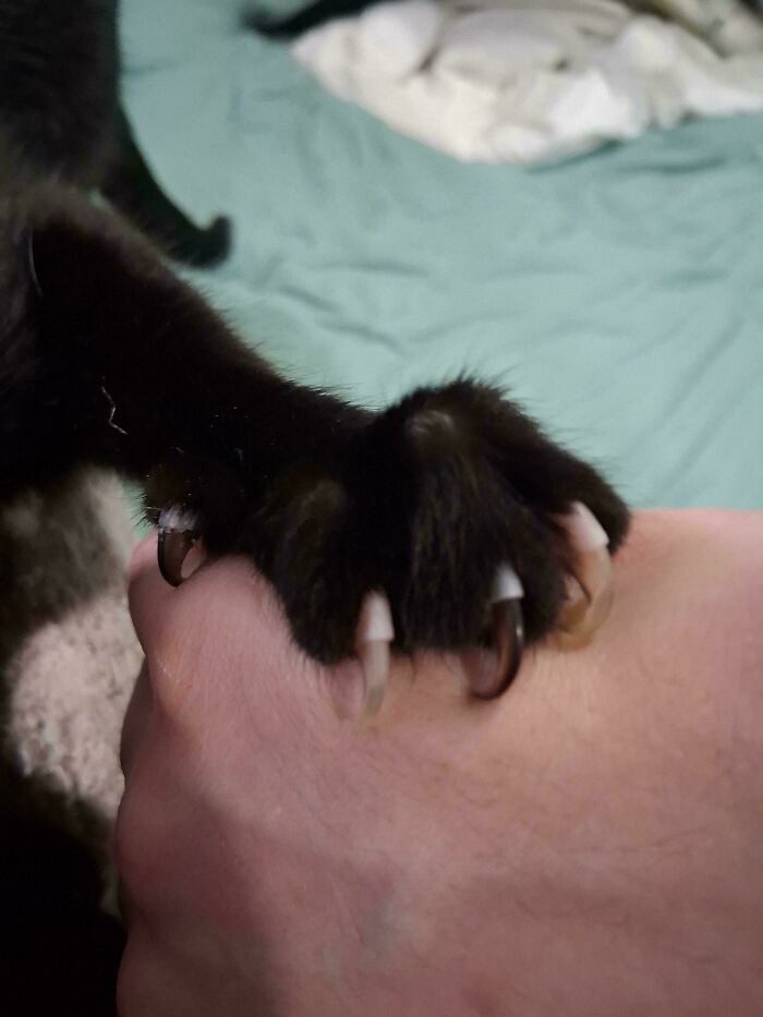 A black cat paw digging its sharp cat claws into a person's hand.