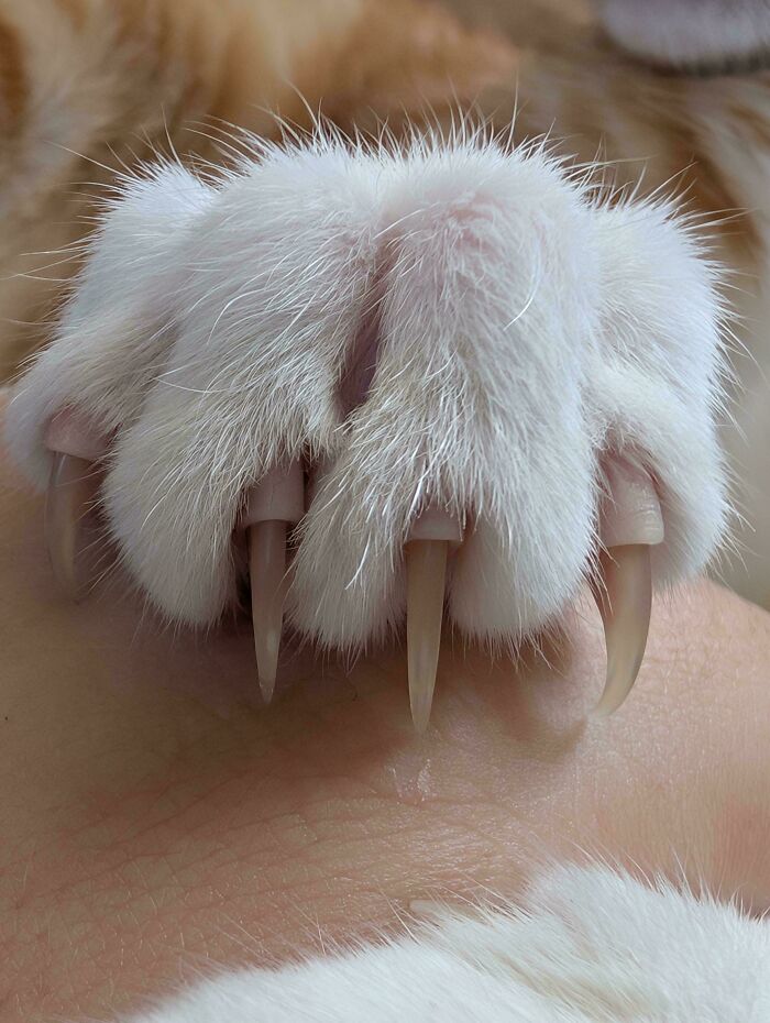 Close up of a fluffy white cat paw with long, sharp cat claws resting on a hand.