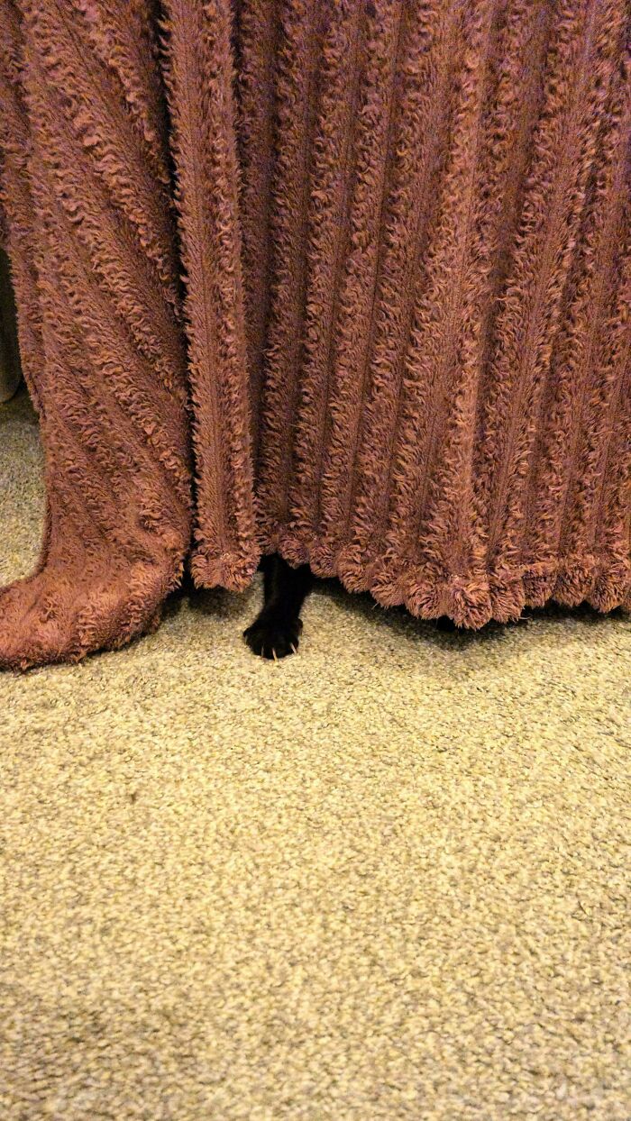 A black cat paw with visible cat claws peeking out from under a textured pink blanket.