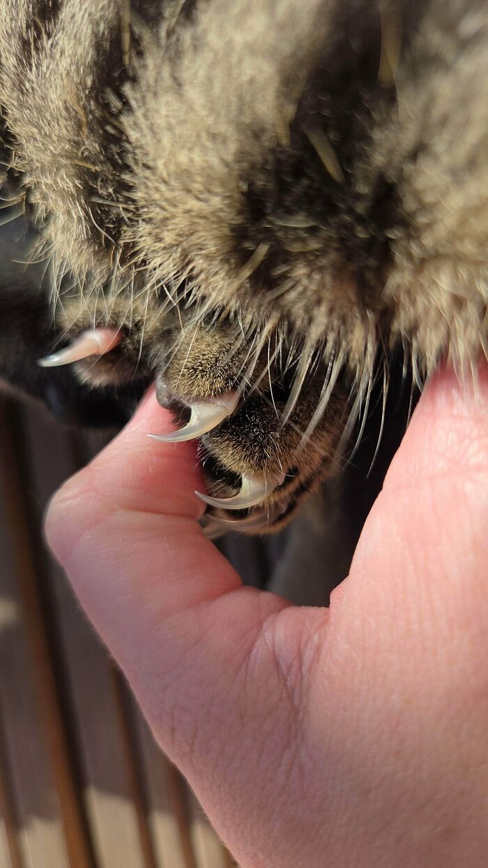 A close-up of a person gently holding a cat paw to show the sharp cat claw
