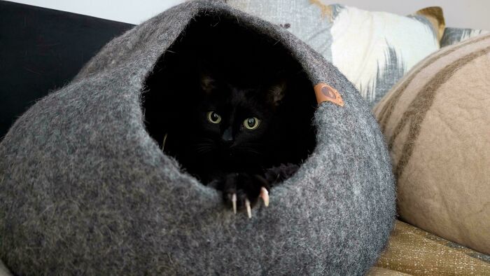 A black cat peeking out of a grey felt cave with one sharp cat claw extended