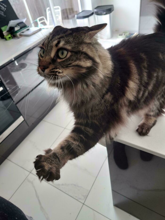 A fluffy brown tabby cat extending its paw, showcasing a sharp cat claw