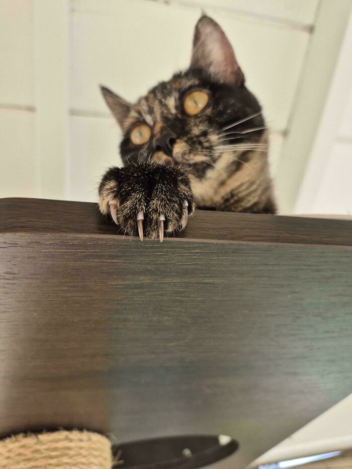A tortoiseshell cat looking down from a perch with a single cat claw visible