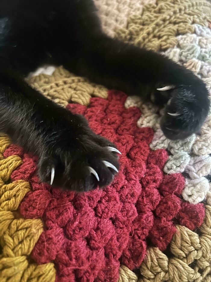 Close-up of a black cat's paws with sharp white claws on a colorful knit blanket, highlighting cat claw pictures