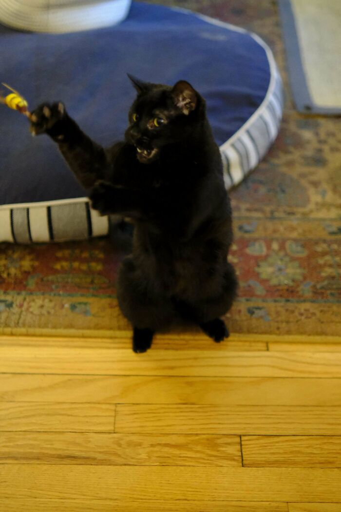 An active black cat on its hind legs showing its claws while playing, capturing cat claw pictures