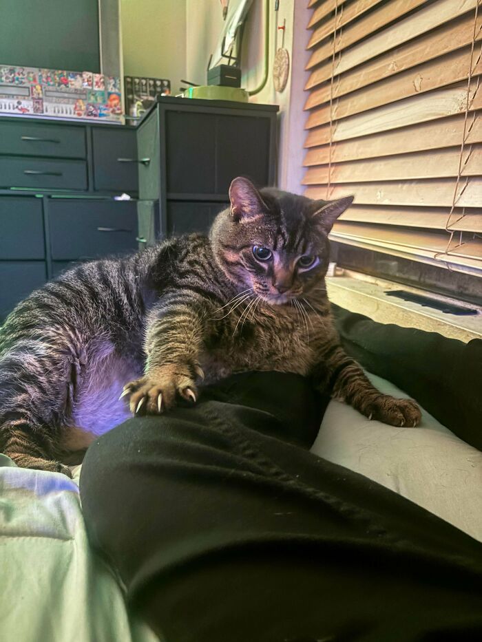 Close-up of a striped tabby cat showing its claws on a person's lap, illustrating cat claw pictures