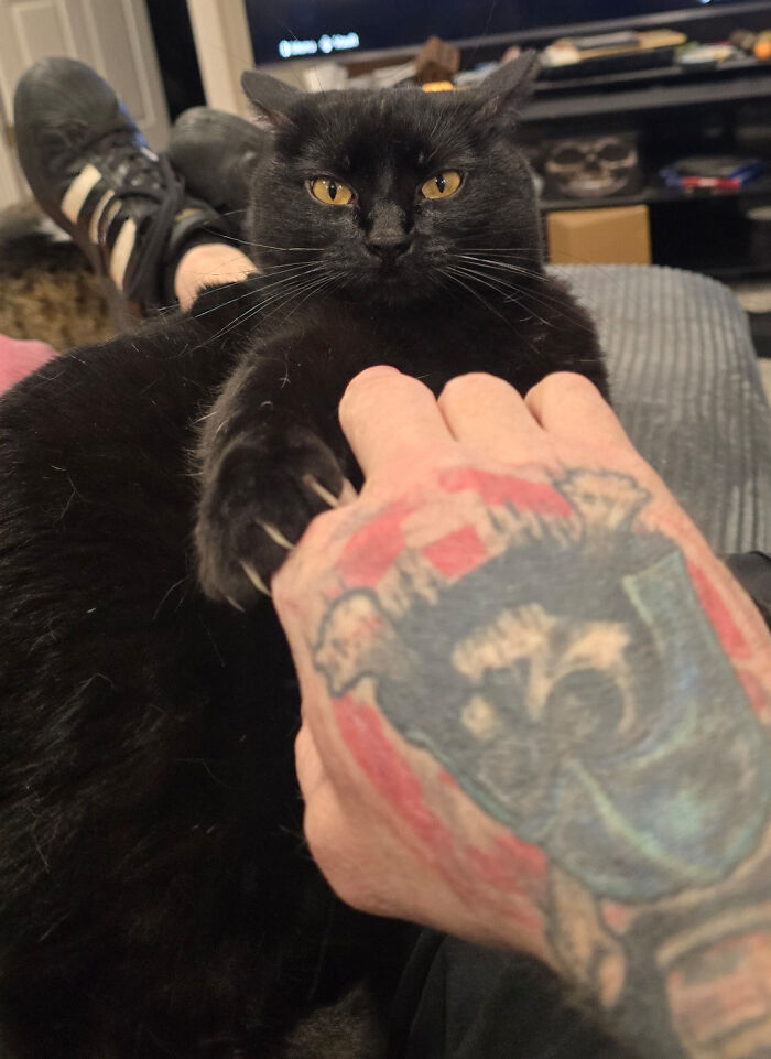 Black cat showing its sharp claws on a tattooed hand, representing cat claw pictures