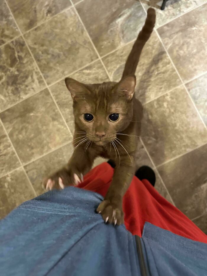 A brown cat reaching up with visible claws from a gallery of cat claw pictures