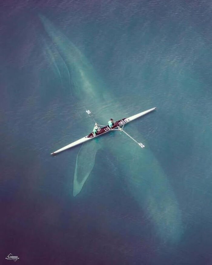 An aerial view of an extremely large whale swimming beneath two people in a small boat, making the things scary and eerie.