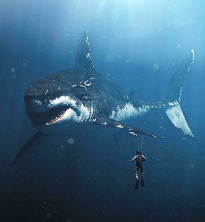 A diver faces an extremely large and scary shark in deep blue eerie waters, highlighting large things.