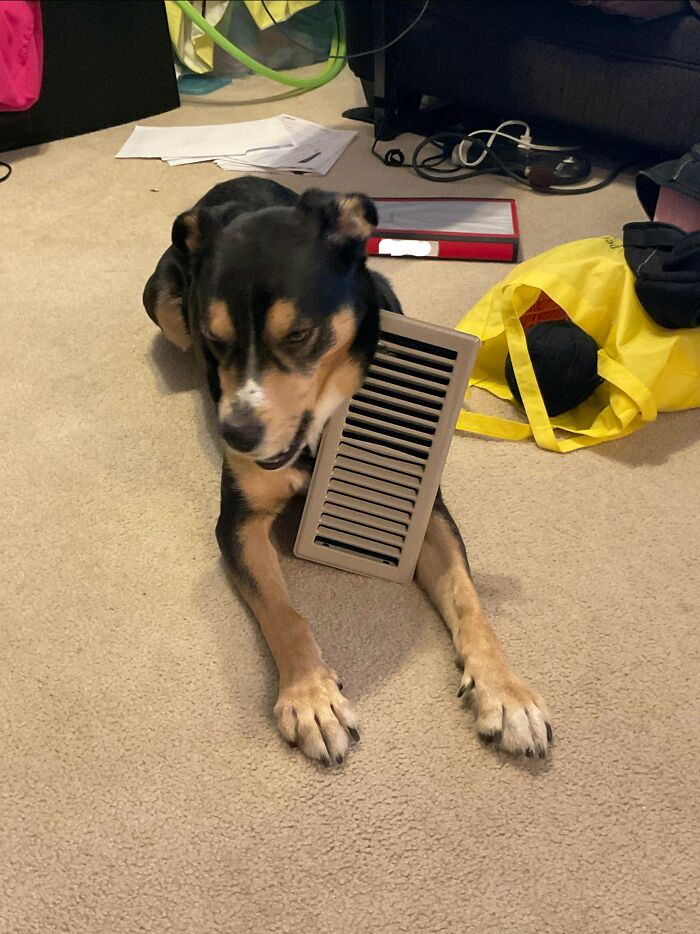 Dog playfully holding a vent cover in its mouth, showcasing hilarious goofy dog behavior indoors on carpet.