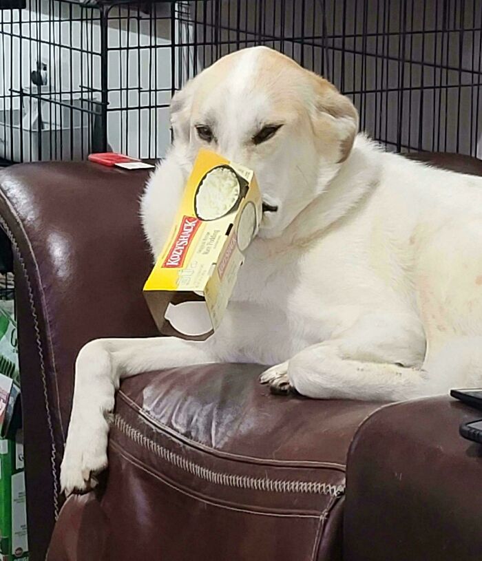 Large white dog lying on a couch with a cheese box stuck on its face, showcasing goofy dog behavior.