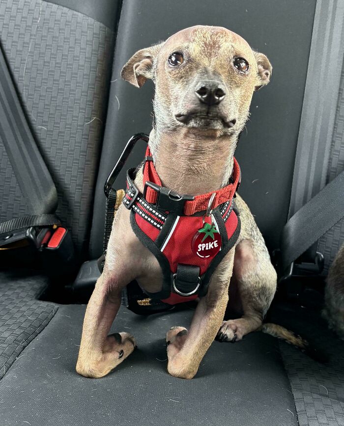 Small dog with a red harness sitting in a car seat, showcasing a goofy and unique Chihuahua body appearance.