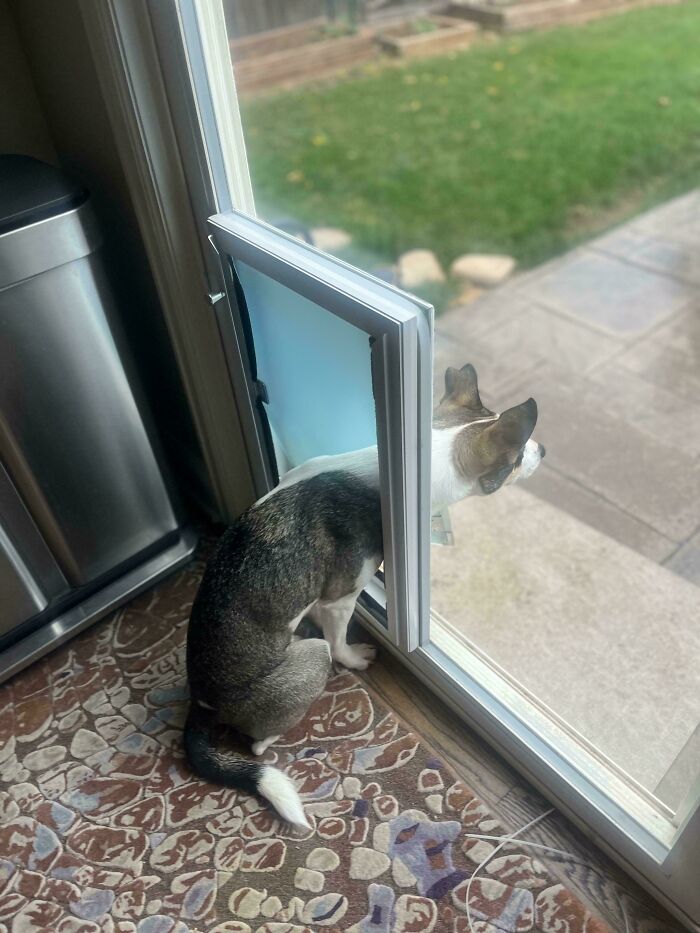 Chihuahua using a pet door to look outside, showcasing the humorous charm of dogs being their goofy selves.