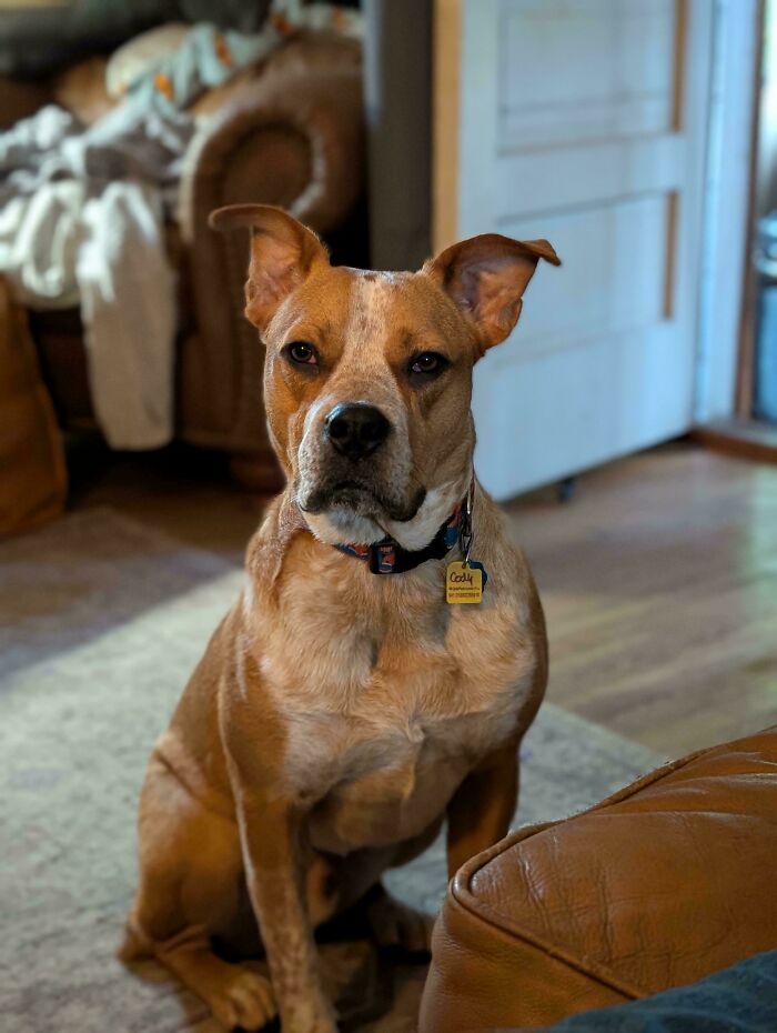 Medium-sized dog with a serious expression sitting indoors, showcasing the charm of hilarious dogs being their goofy selves.