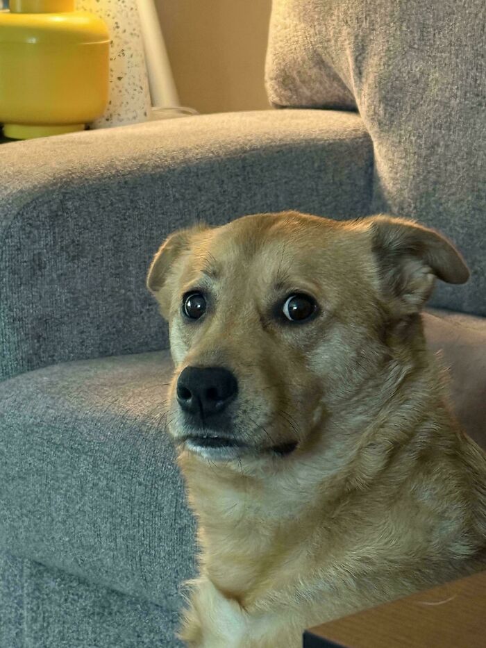 Dog with a goofy expression sitting on a gray chair, capturing the playful and silly nature of hilarious dogs.