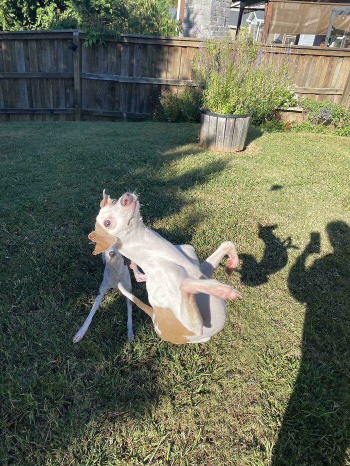 Chihuahua dog mid-air in a backyard, showcasing goofy and playful dog behavior in a sunny garden setting.