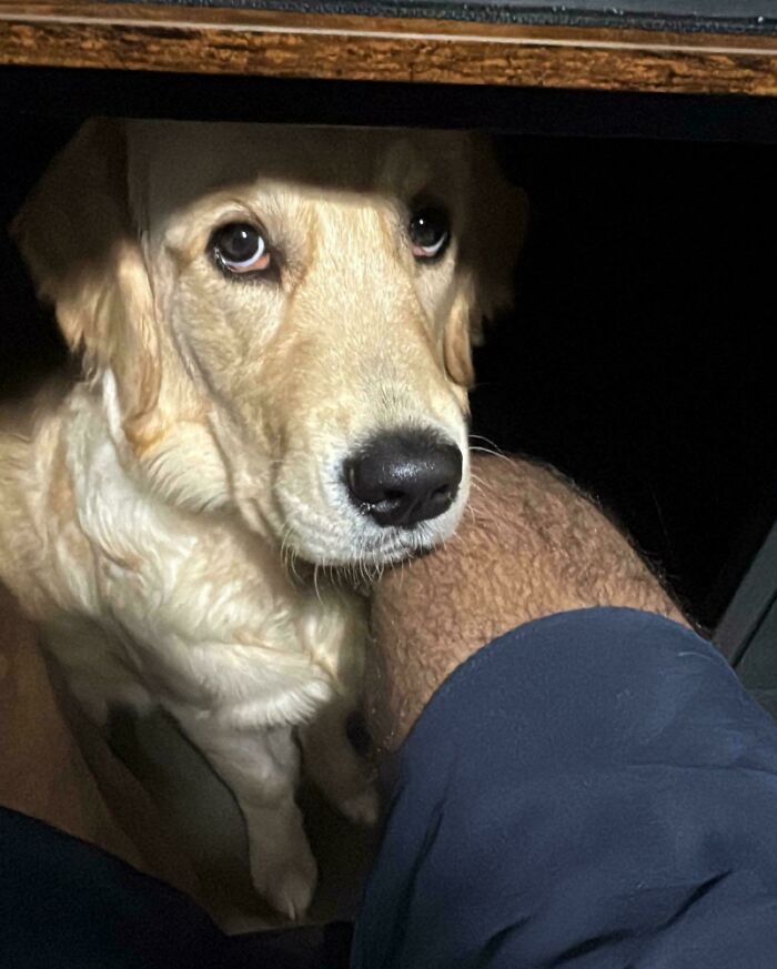 Golden retriever looking up with soulful eyes under a table, showcasing goofy dog behavior and personality.