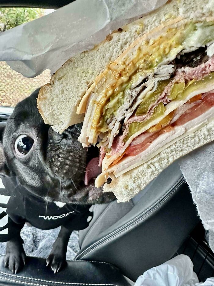 Black dog wearing a shirt with text eagerly sniffing a large sandwich inside a car seat.