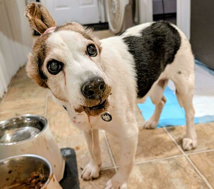 Senior dog with goofy expression standing near food bowls, showcasing the charm of hilarious dogs being their goofy selves.