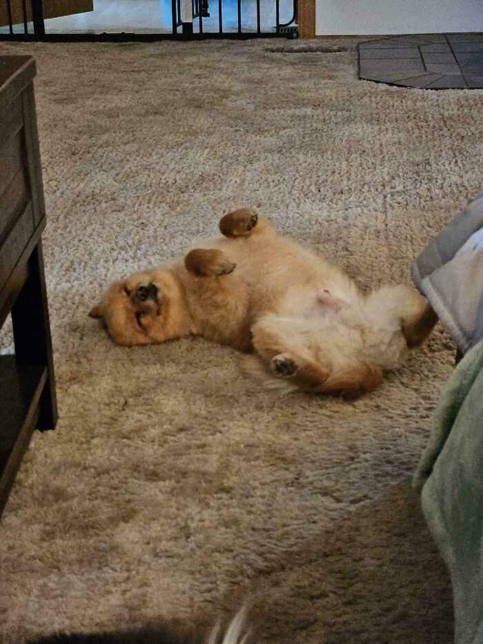 Small dog lying on its back on carpet, showcasing goofy and playful behavior typical of hilarious dogs.