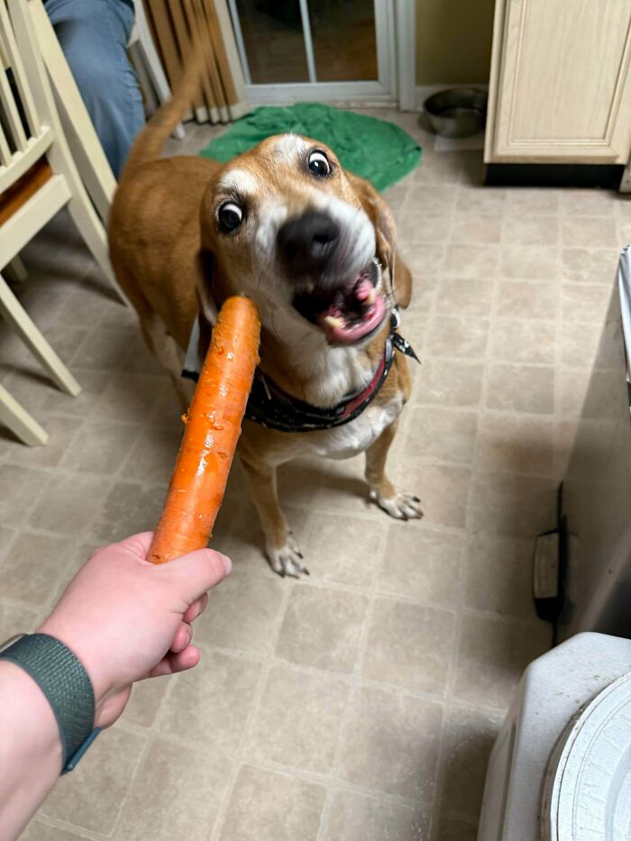 Goofy dog with wide eyes and open mouth playfully biting a carrot, showcasing hilarious dogs being their goofy selves.