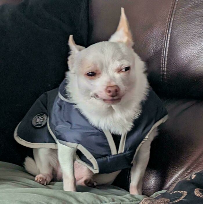 Chihuahua dog wearing a coat sitting on a couch with a goofy, expressive face showing personality.