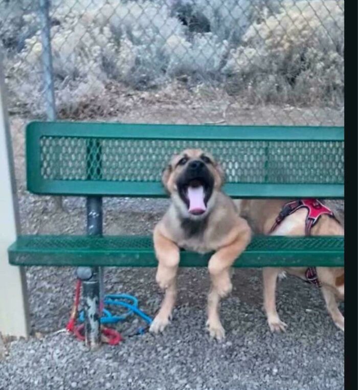Large dog leaning over a green bench with mouth open, showcasing goofy behavior typical of hilarious dogs.