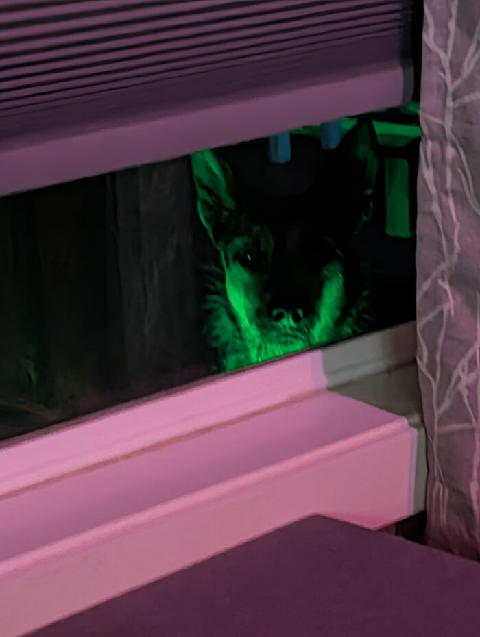 Dog with glowing green face peeking through window at night, showcasing humorous and goofy dog behavior.