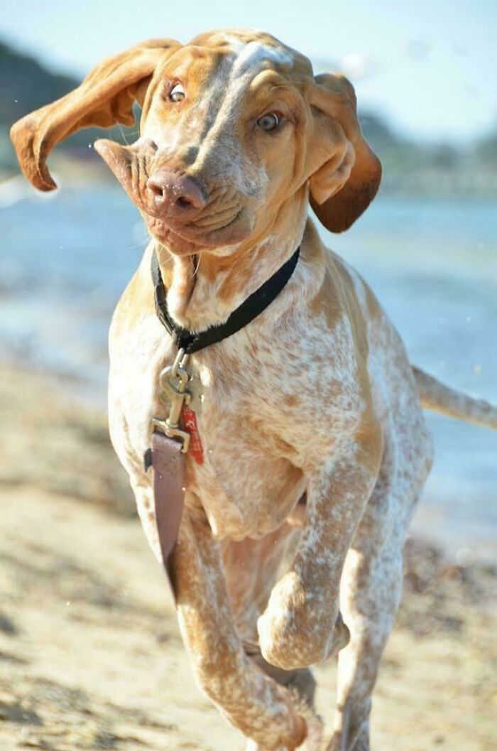 Playful dog making a goofy face while running on a sandy beach, showing hilarious and quirky dog behavior.