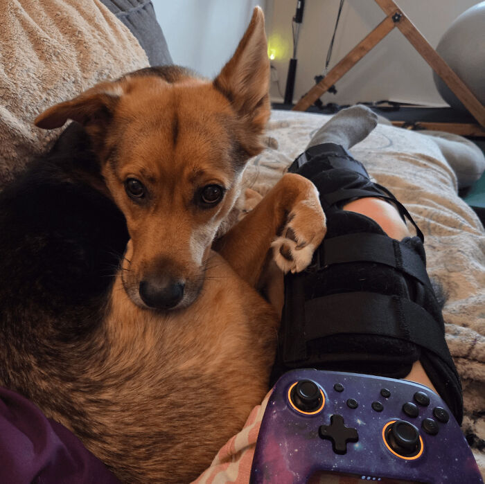 Small dog curled up next to a person's leg brace, showing the goofy and playful nature of funny dogs.