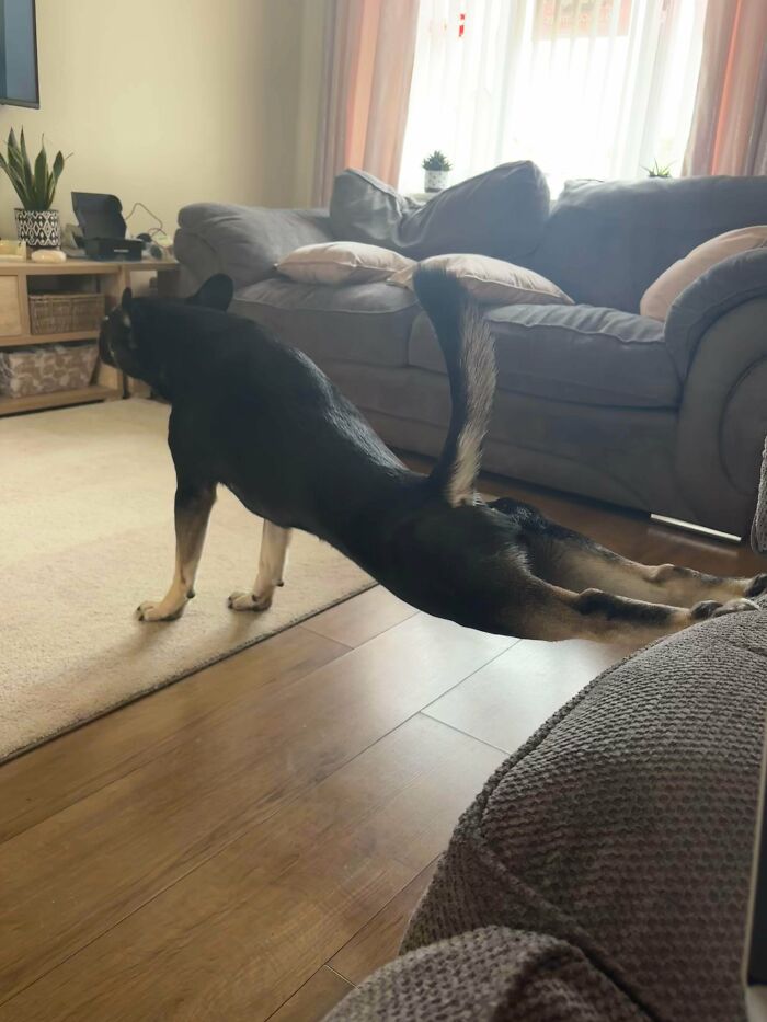 Chihuahua stretching on living room floor, showing goofy dog behavior and playful pet personality indoors.