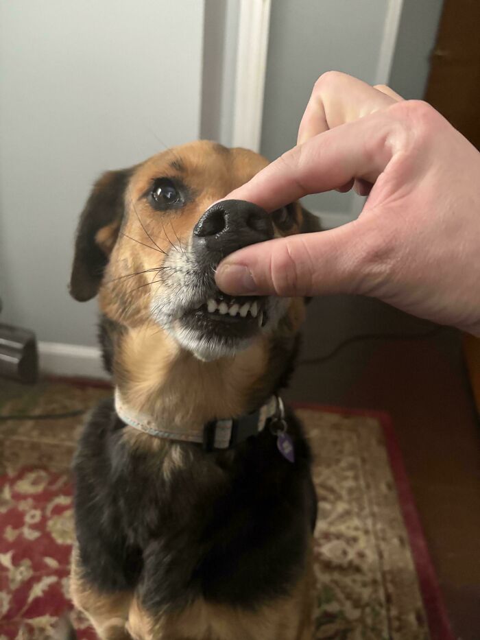 Dog showing goofy teeth while person playfully pinches its nose, capturing hilarious dog moments and goofy dog expressions.