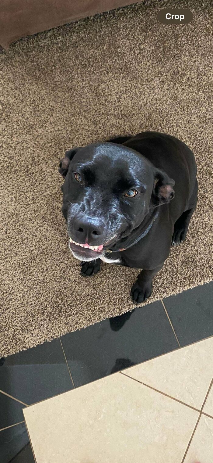 Black dog smiling up at camera sitting on carpet and tile floor, showcasing hilarious goofy dog expression.