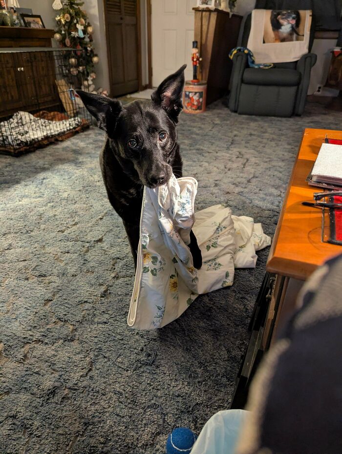 Black dog standing on carpet holding a floral blanket in its mouth, showing goofy dog behavior indoors.