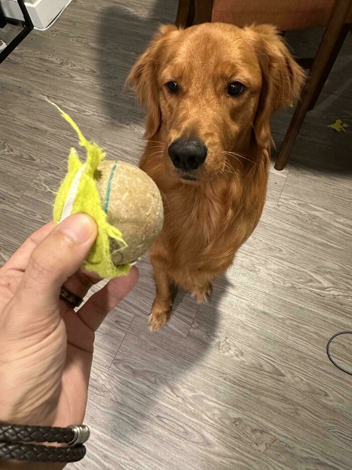 Golden retriever intently watching a worn tennis ball, showcasing goofy dog behavior and playful spirit.