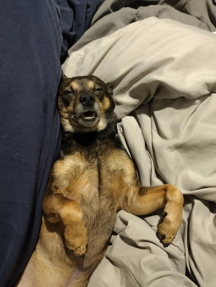 Chihuahua lying on its back with a goofy smile, showing its playful and funny dog personality.
